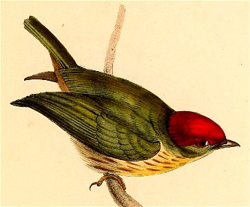 Machaeropterus regulus 1841 - male