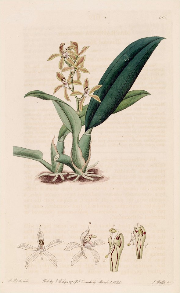 Macradenia lutescens - The Bot. Register v. 8 (1822) pl. 612