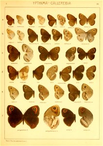 Macrolepidoptera01seitz 0075