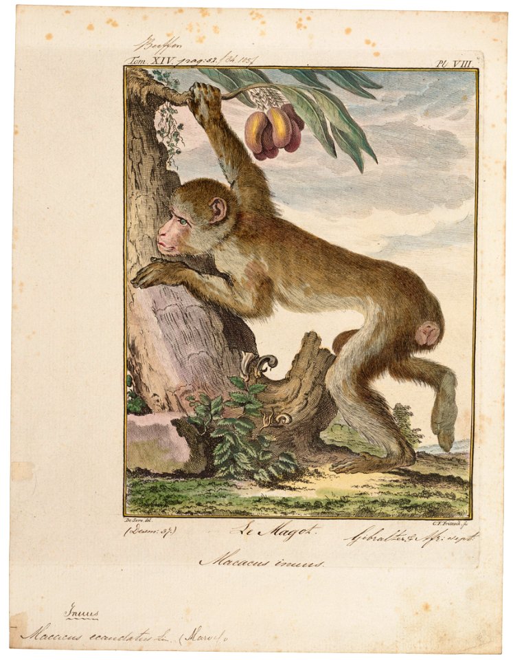 Macacus ecaudatus - 1700-1880 - Print - Iconographia Zoologica - Special Collections University of Amsterdam - UBA01 IZ20000061