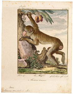 Macacus ecaudatus - 1700-1880 - Print - Iconographia Zoologica - Special Collections University of Amsterdam - UBA01 IZ20000061