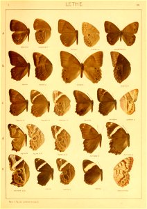 Macrolepidoptera01seitz 0067