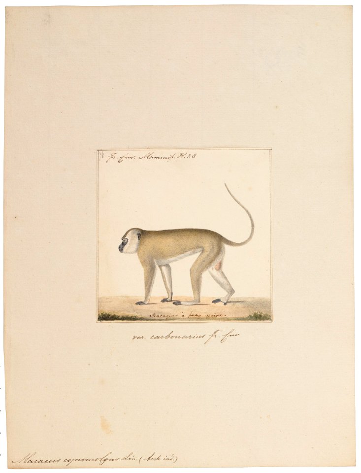 Macacus cynomolgus - 1829-1867 - Print - Iconographia Zoologica - Special Collections University of Amsterdam - UBA01 IZ20000013