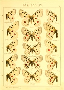 Macrolepidoptera01seitz 0031
