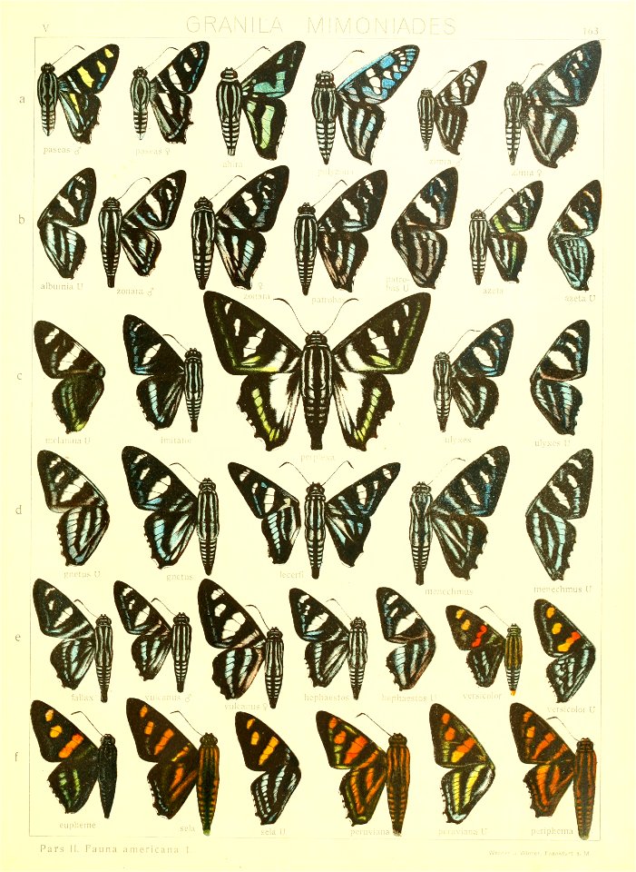 Macrolepidoptera15seit 0353