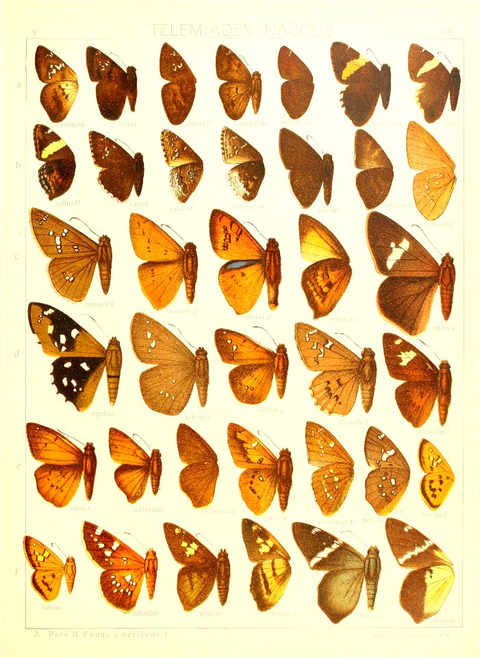 Macrolepidoptera15seit 0365