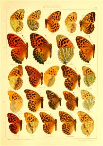 Macrolepidoptera01seitz 0147