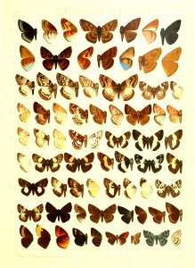Macrolepidoptera15seit 0377