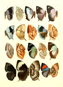 Macrolepidoptera15seit 0265
