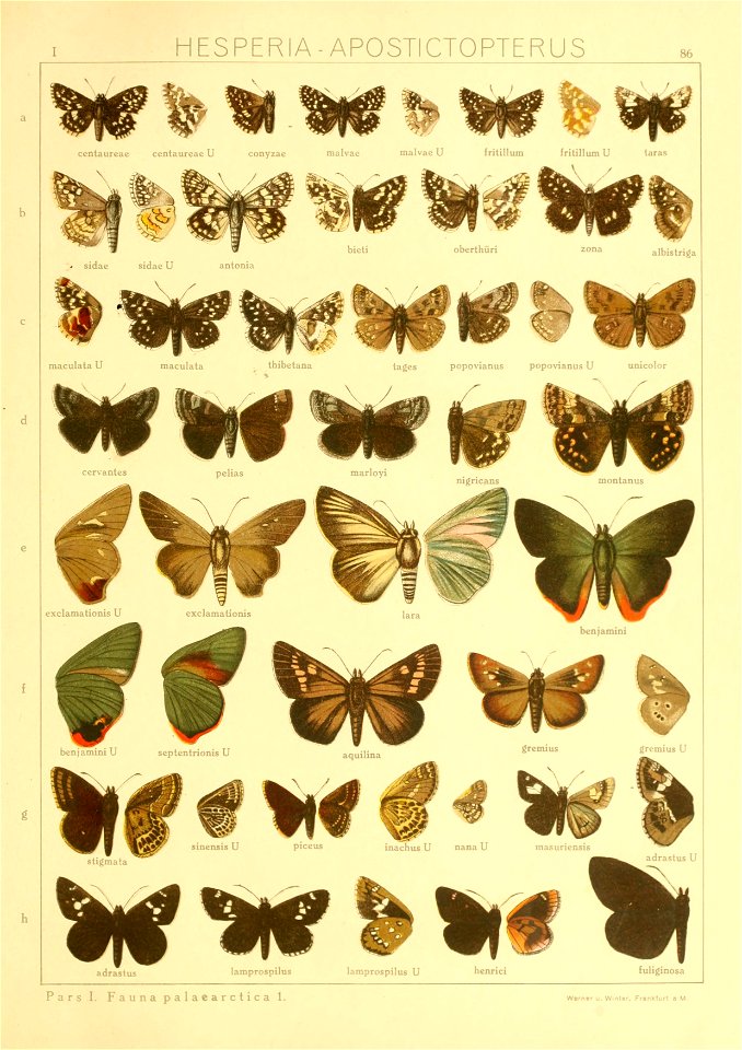 Macrolepidoptera01seitz 0179