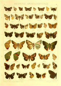 Macrolepidoptera01seitz 0179