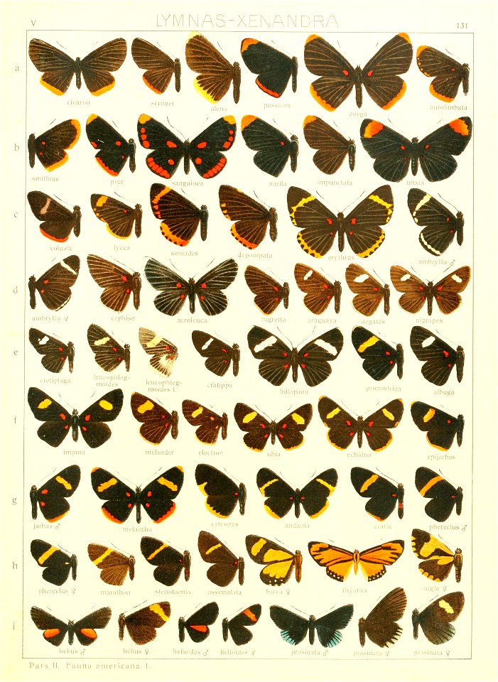 Macrolepidoptera15seit 0289
