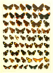 Macrolepidoptera15seit 0289