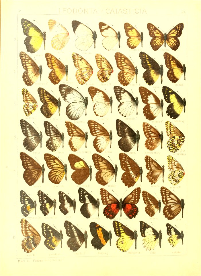 Macrolepidoptera15seit 0053