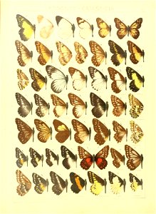 Macrolepidoptera15seit 0053