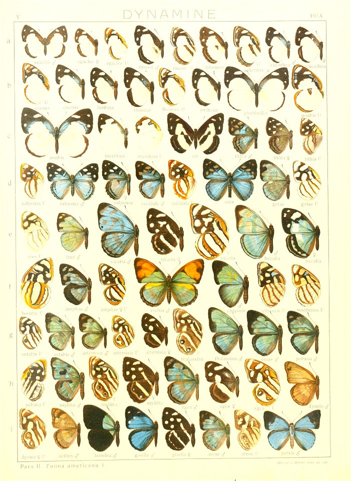 Macrolepidoptera15seit 0213