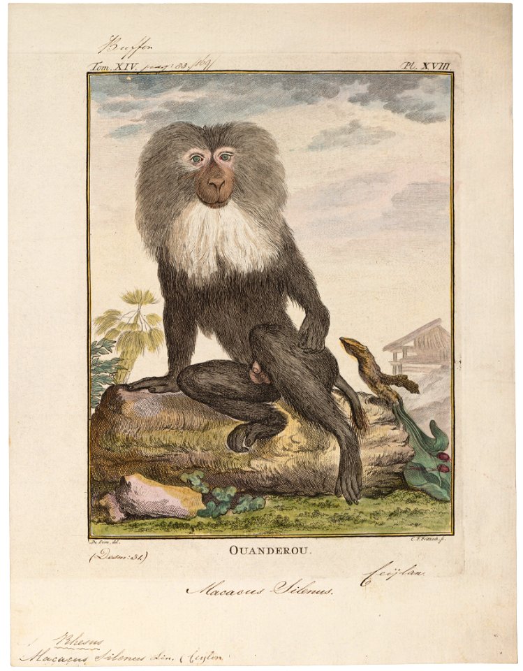 Macacus silenus - 1700-1880 - Print - Iconographia Zoologica - Special Collections University of Amsterdam - UBA01 IZ20000095