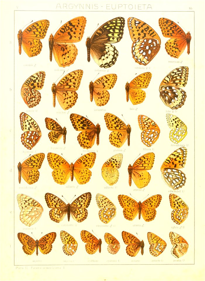 Macrolepidoptera15seit 0181