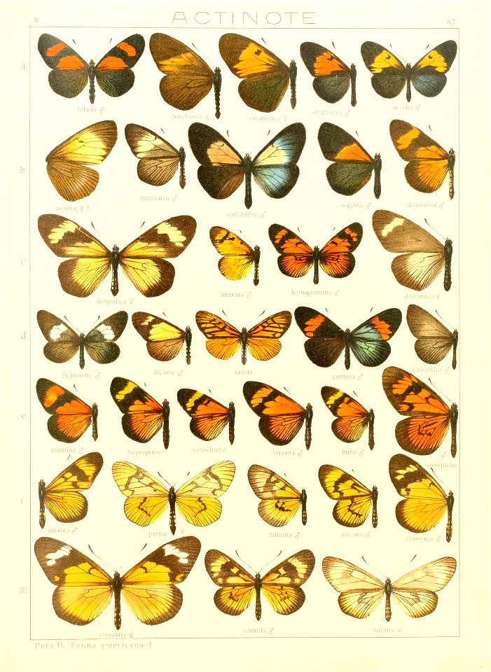 Macrolepidoptera15seit 0173