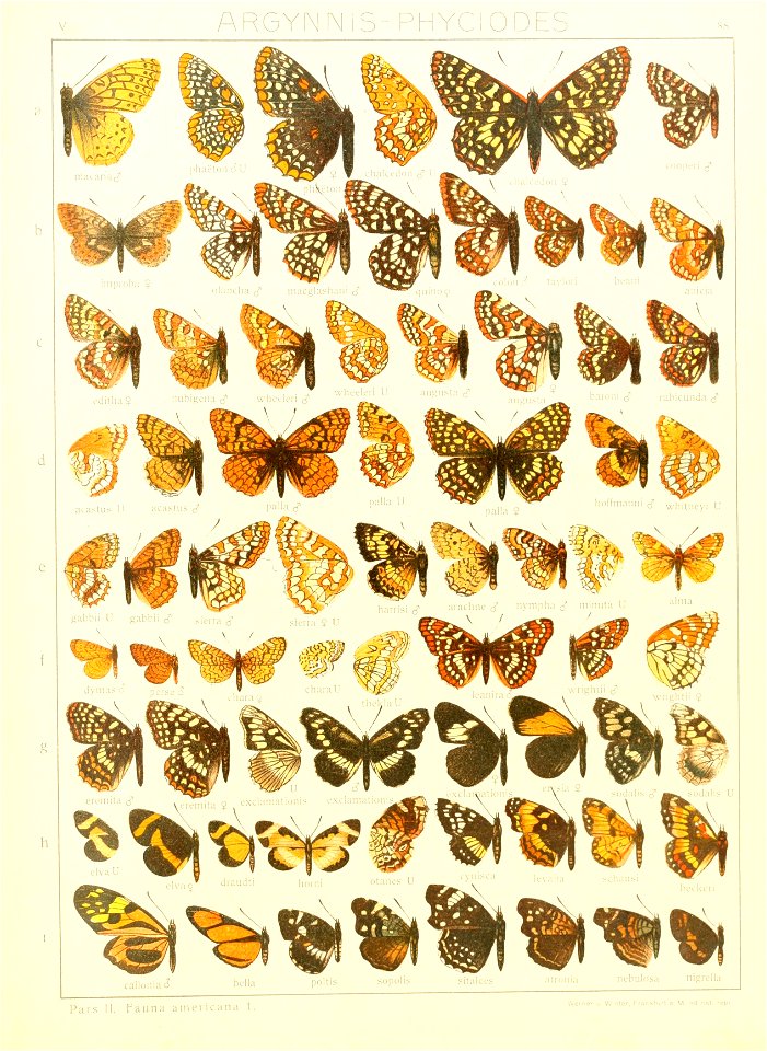 Macrolepidoptera15seit 0185