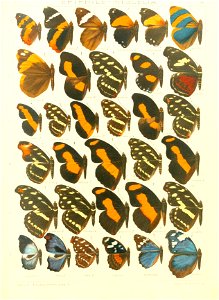 Macrolepidoptera15seit 0205