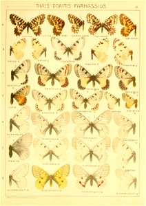 Macrolepidoptera01seitz 0027