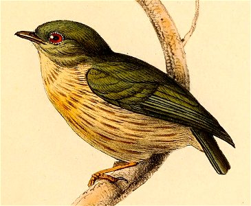 Machaeropterus regulus 1841 - female