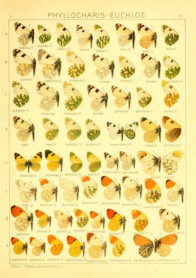 Macrolepidoptera01seitz 0051