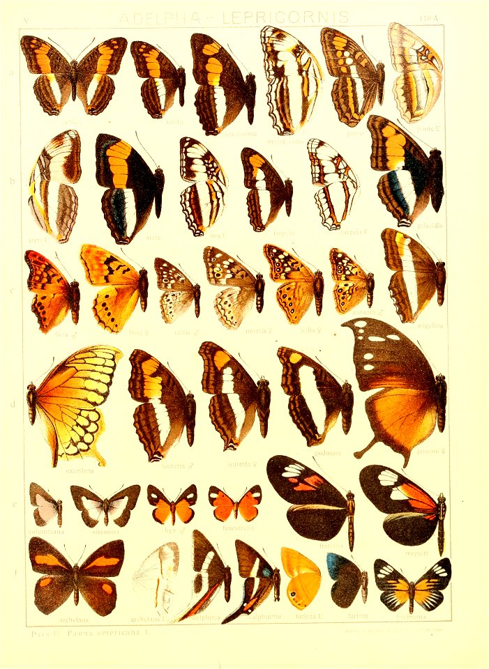 Macrolepidoptera15seit 0237