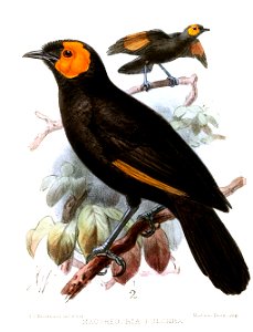 MacgregoriaPulchraKeulemans