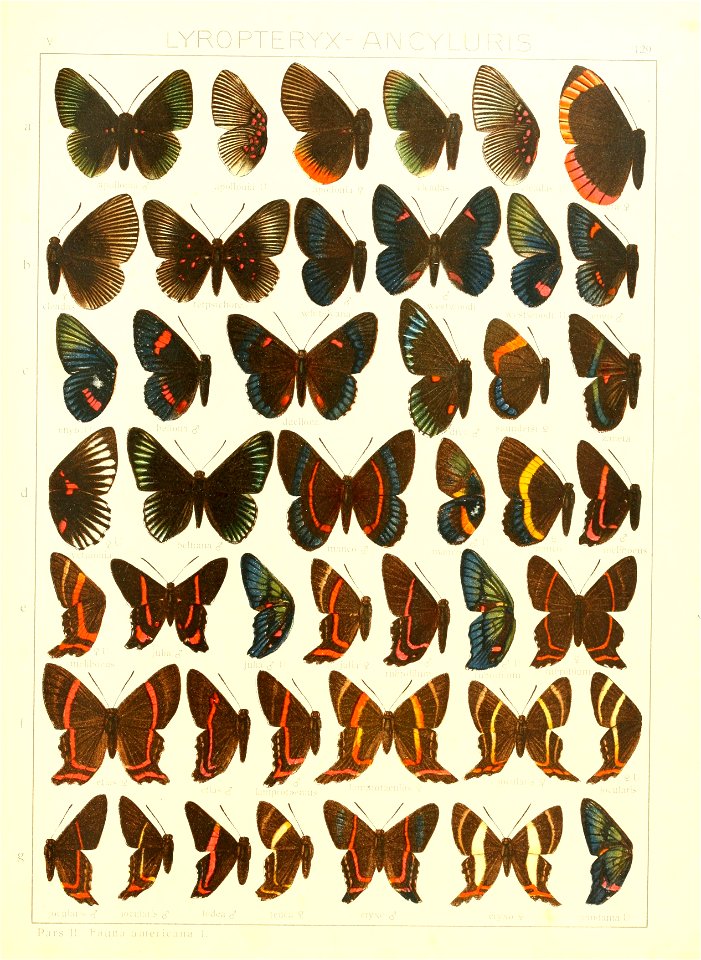 Macrolepidoptera15seit 0285