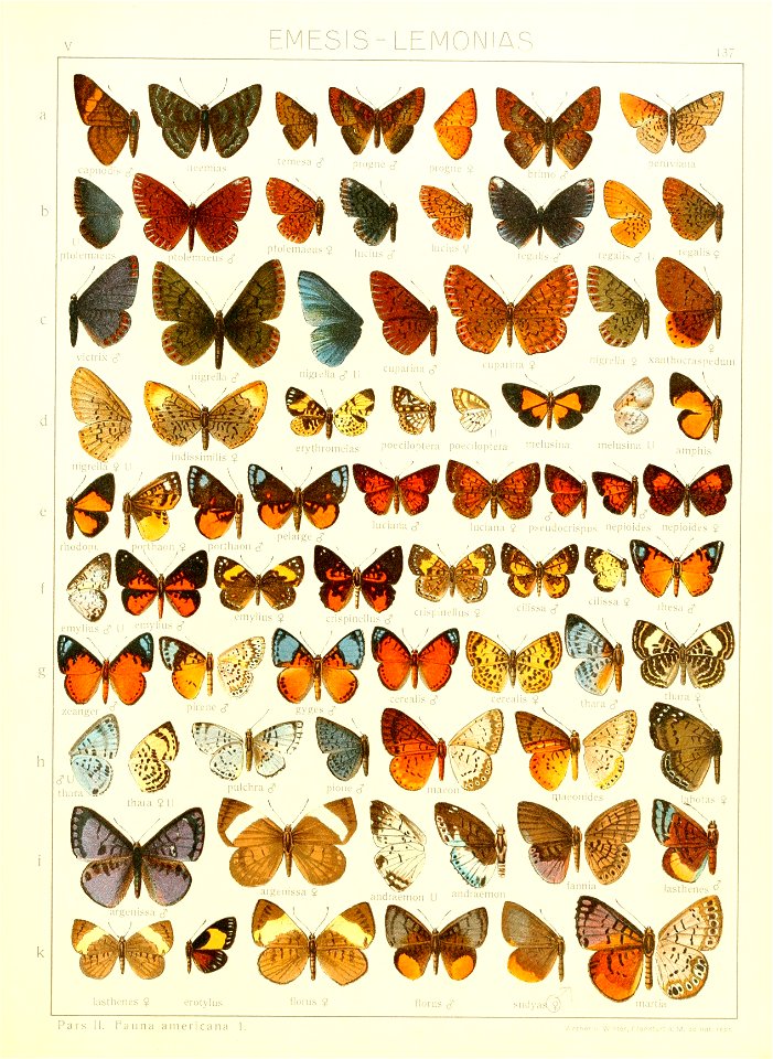 Macrolepidoptera15seit 0301