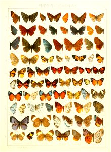 Macrolepidoptera15seit 0301