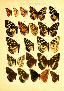 Macrolepidoptera01seitz 0119