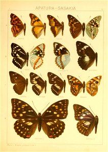 Macrolepidoptera01seitz 0109