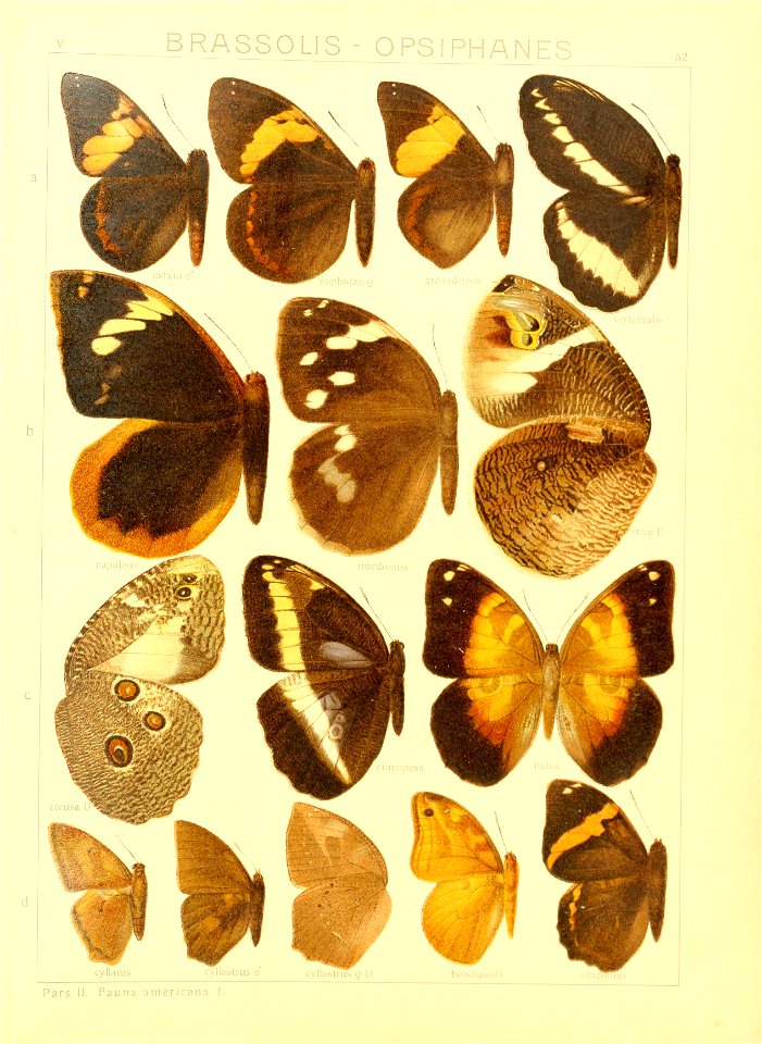Macrolepidoptera15seit 0133