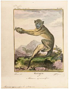 Macacus cynomolgus - 1700-1880 - Print - Iconographia Zoologica - Special Collections University of Amsterdam - UBA01 IZ20000009