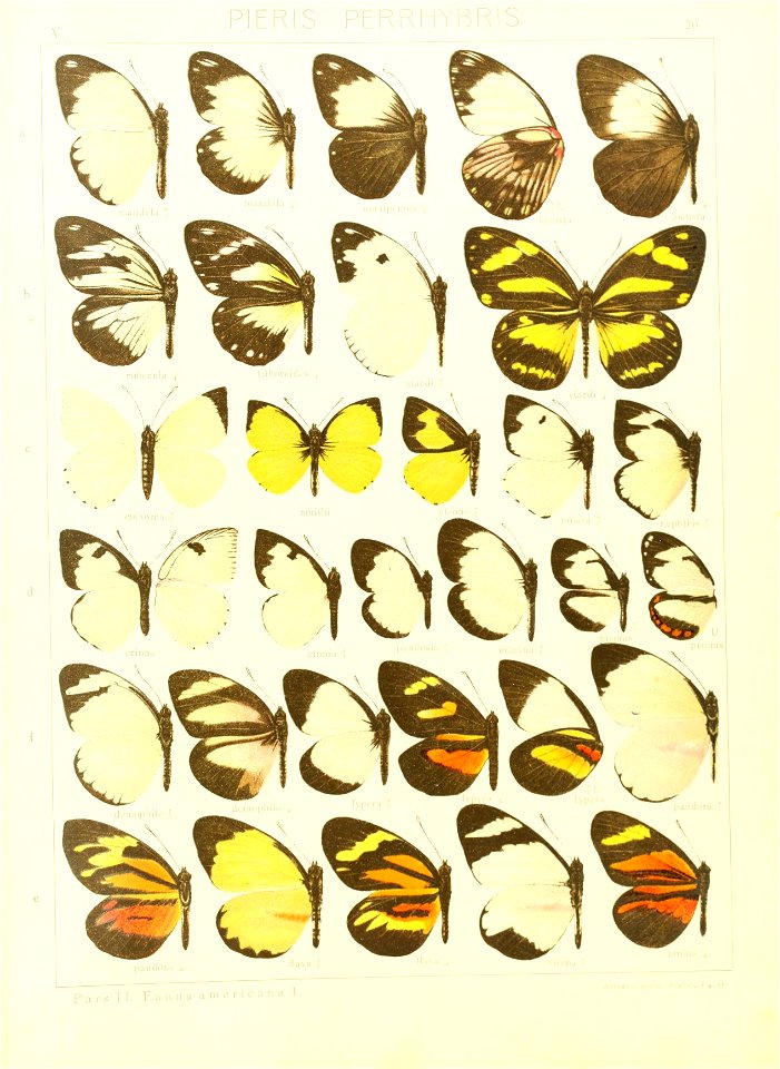 Macrolepidoptera15seit 0049
