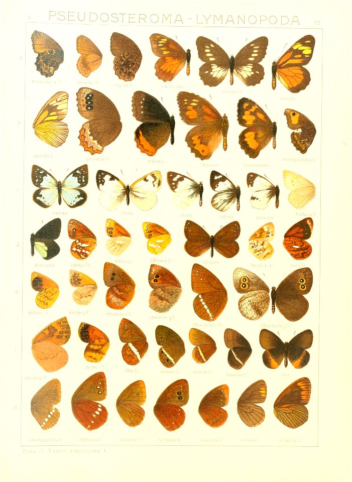 Macrolepidoptera15seit 0113