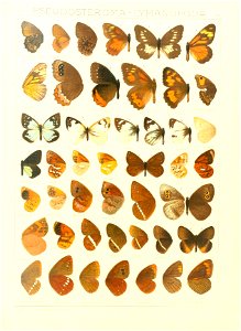 Macrolepidoptera15seit 0113