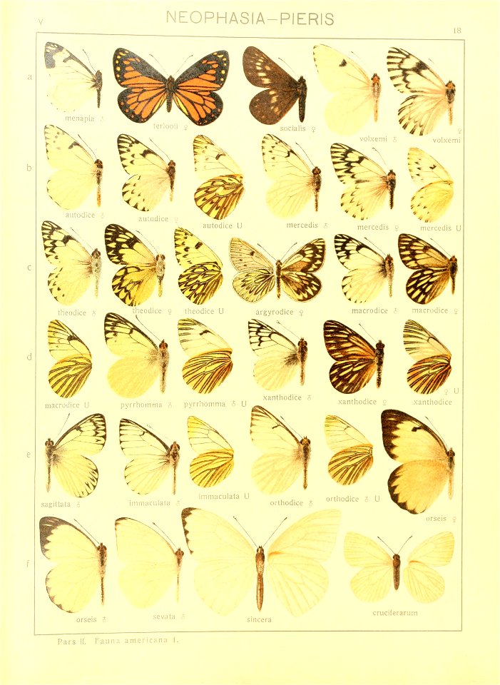 Macrolepidoptera15seit 0045