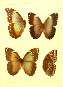 Macrolepidoptera15seit 0149