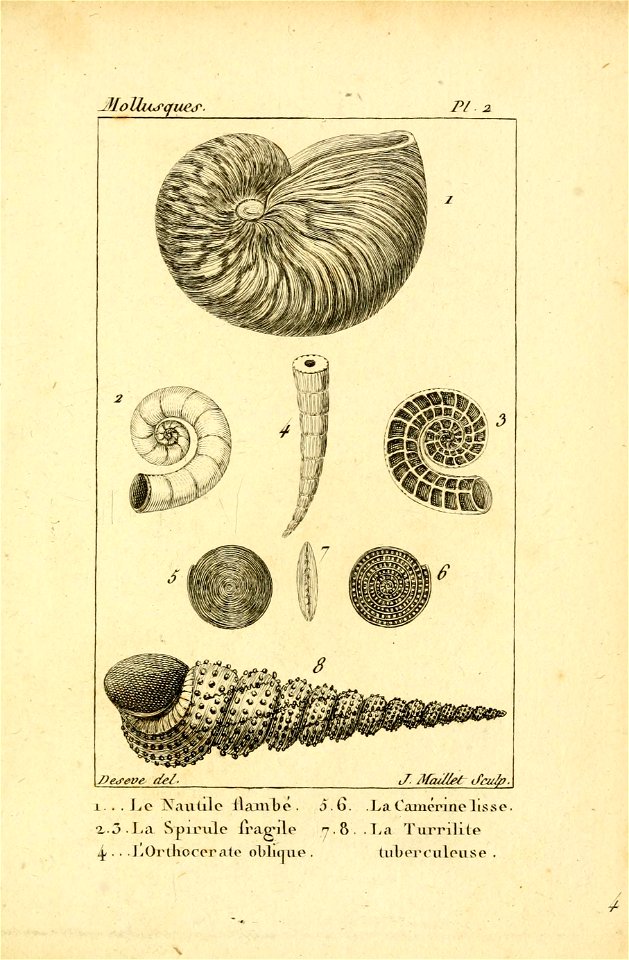 Manuel de l'histoire naturelle des mollusques Plate 2