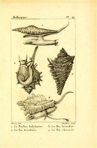 Manuel de l'histoire naturelle des mollusques Plate21