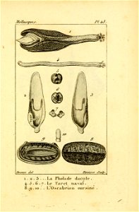 Manuel de l'histoire naturelle des mollusques Plate25