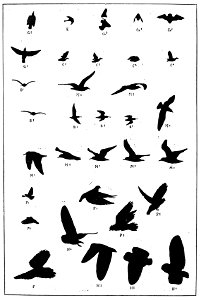 Marey La méth. graphique 0738