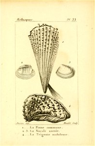 Manuel de l'histoire naturelle des mollusques Plate33
