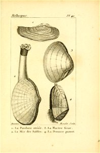 Manuel de l'histoire naturelle des mollusques Plate41