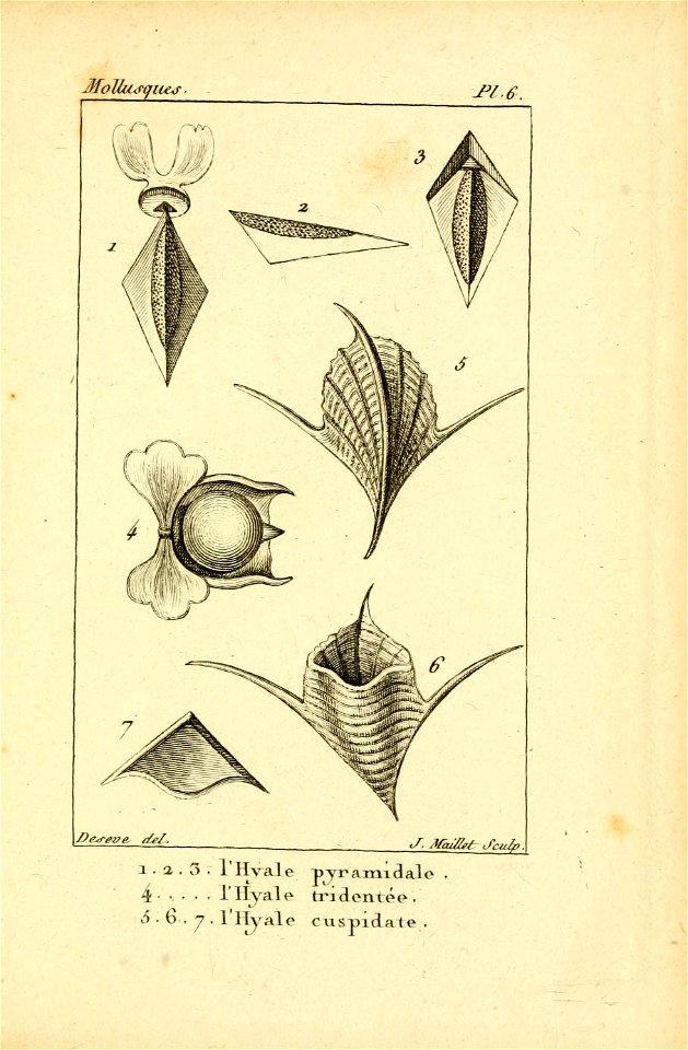 Manuel de l'histoire naturelle des mollusques Plate6