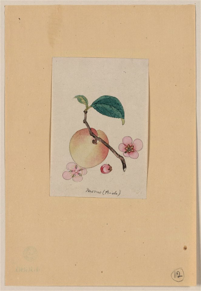 Momo (peach) LCCN2009630264